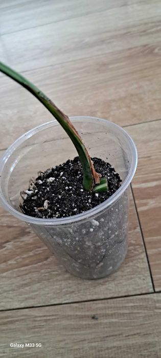 Monstera Variegata ukorzeniona