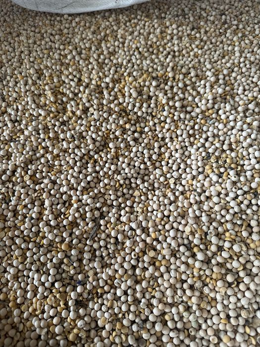 Groch ozimy dla gołębi