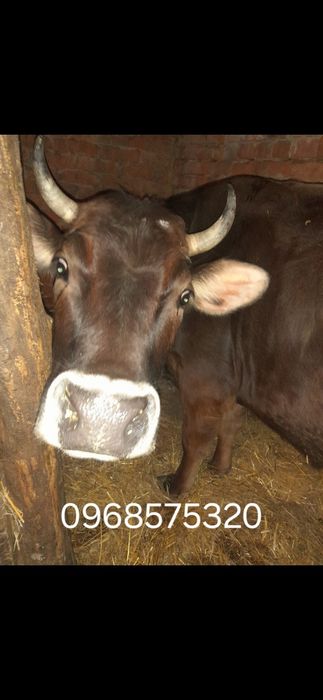 Продам корову Лебединку