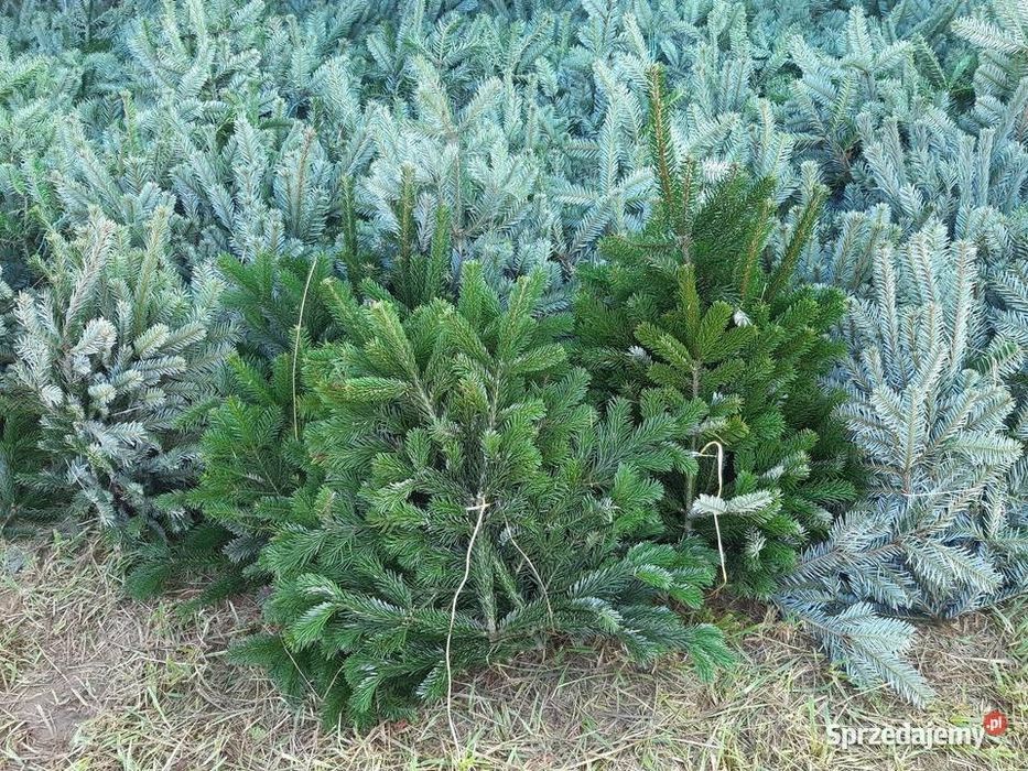 Gałęzie jodly nobilis i nordman oraz wianki