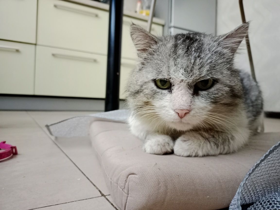 Віддам кота в добрі руки