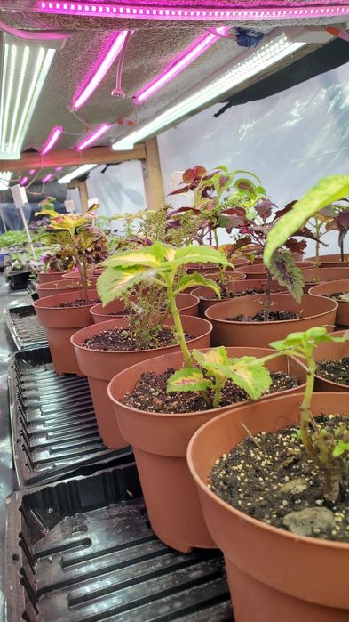 М'ята Шоколадниця в горщиках. Сорт бомбовіший