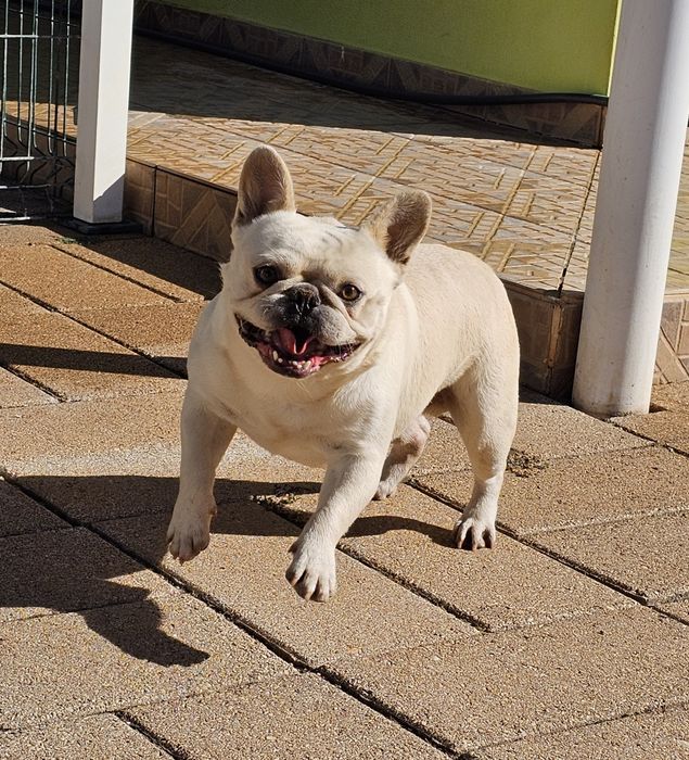 Bulldog Francês creme