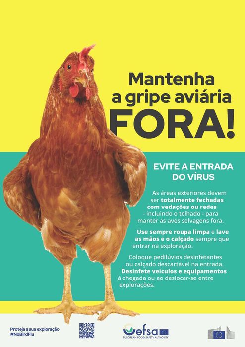 Obos galados de galinhas ornamentais brahma