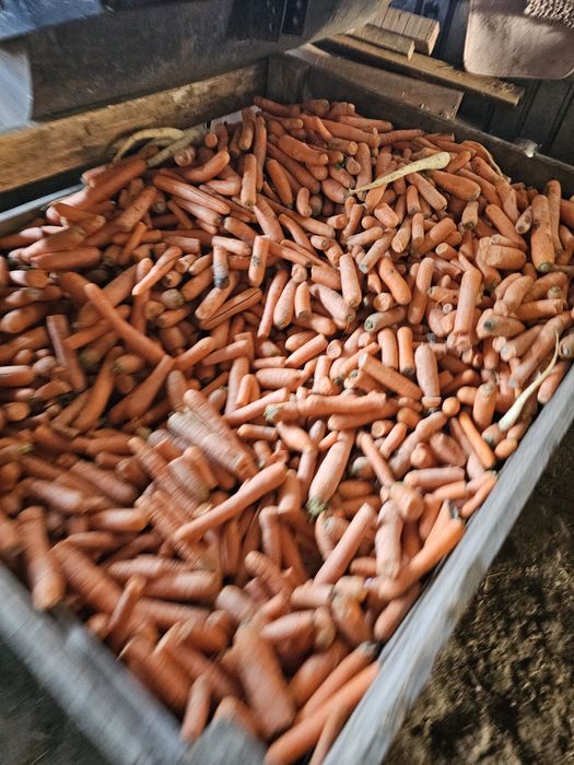 Warzywa dla zwierząt marchew kapusta burak pietruszka dynia paszowa od