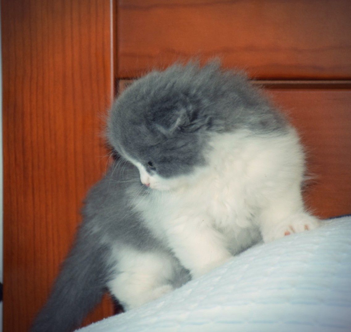 Scottish Fold Macho