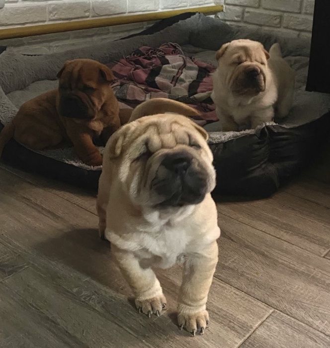 Продам плюшевих бешкетників