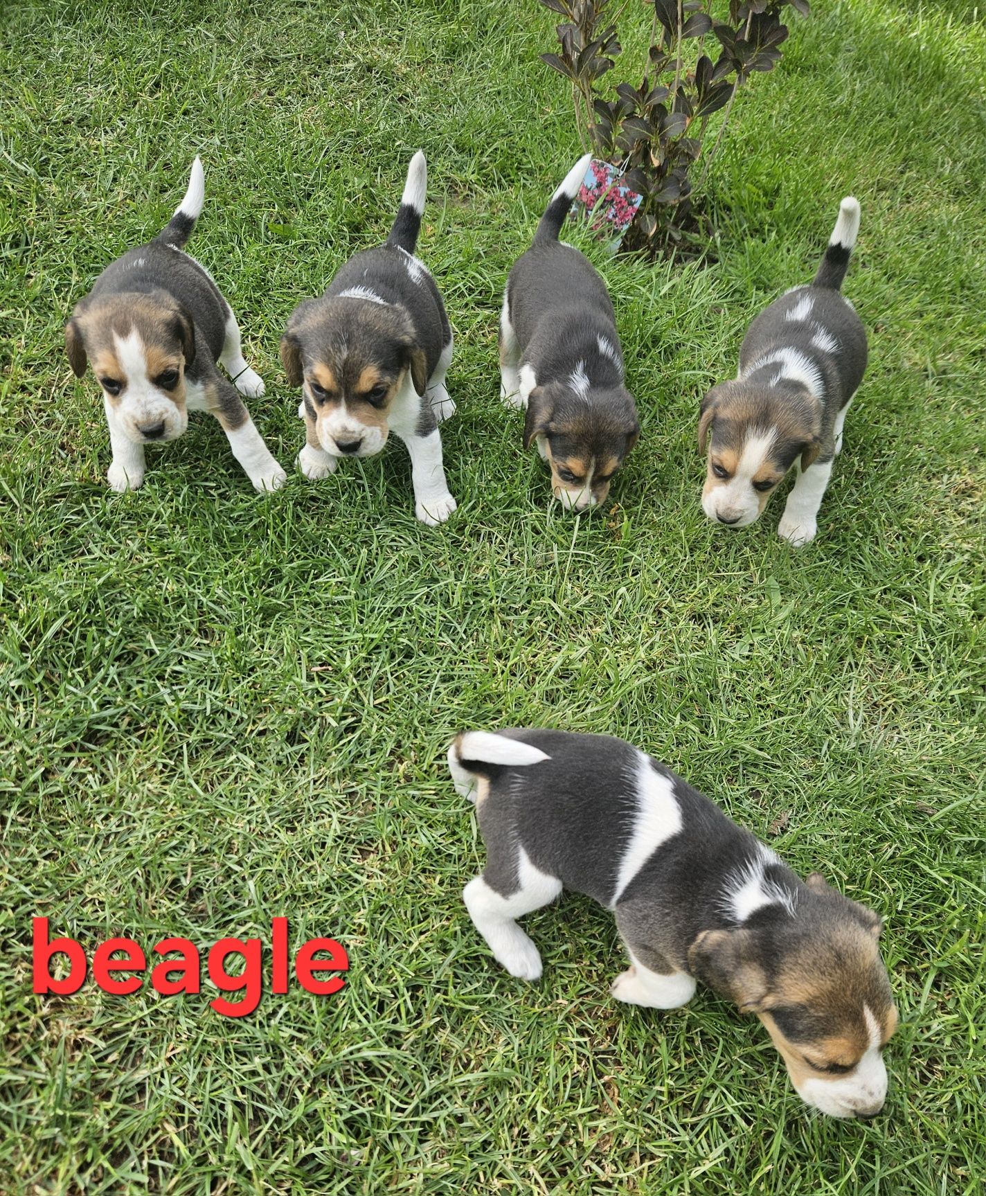 Beagle z Rodowodem do odbioru