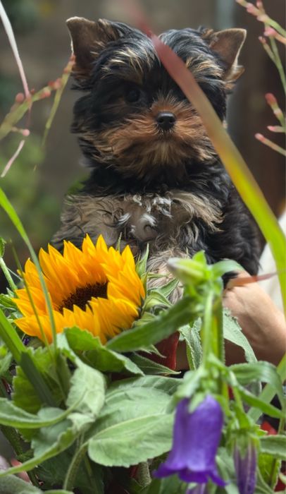 Malutkie Yorkshire Terrier FCI