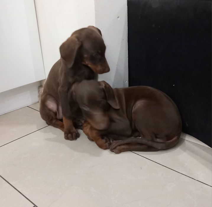 Doberman suczka czekoladowa