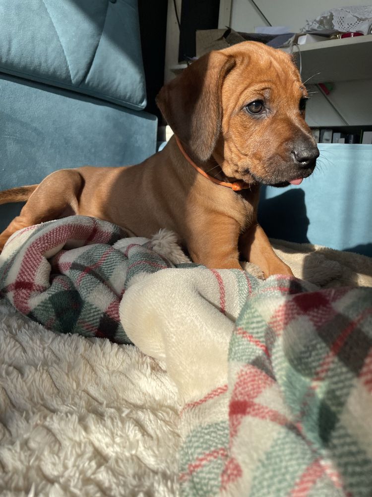 Rhodesian ridgeback rodezjan z pręgom szczenię szczeniaczek puppy ZKwP