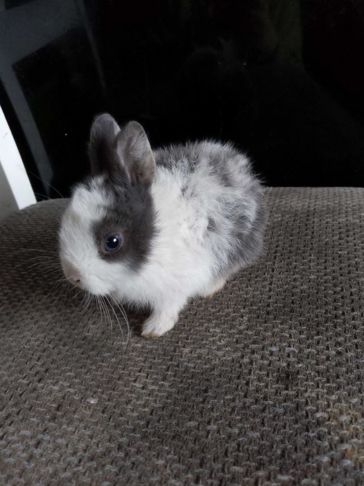 Króliczki miniaturki