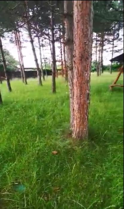 Приберу подвір'я, викос трави, стрижка кущів, обрізка та стрижка дерев