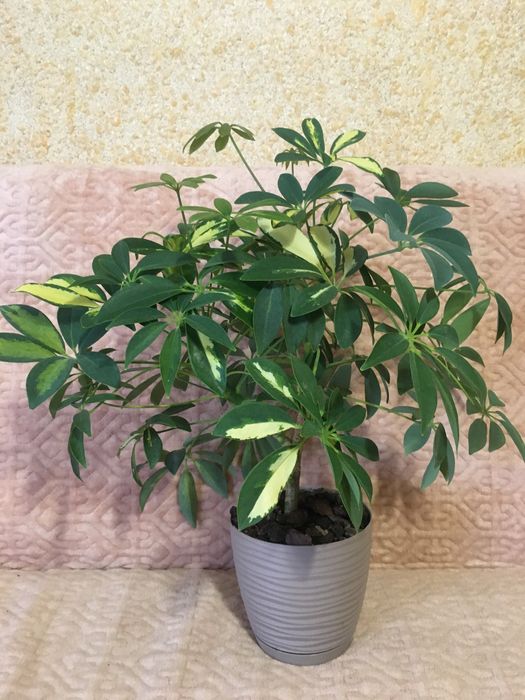 Продам кімнатну дорослу рослину шефлера