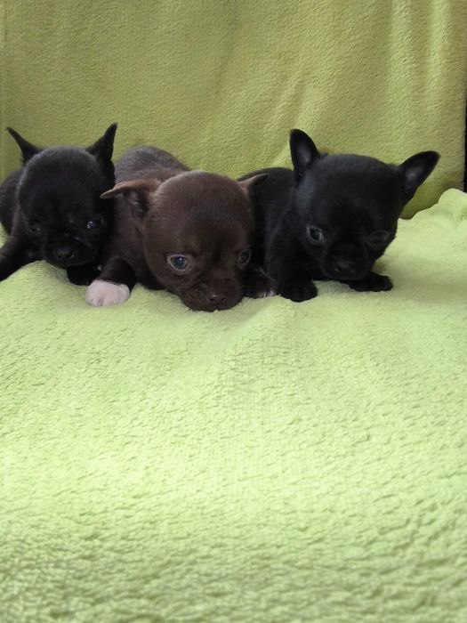 Chihuahua piesek krótkowłosy
