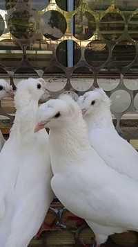 Двочубі голоногі бійні голубти середньоазіатські (Туркменські)