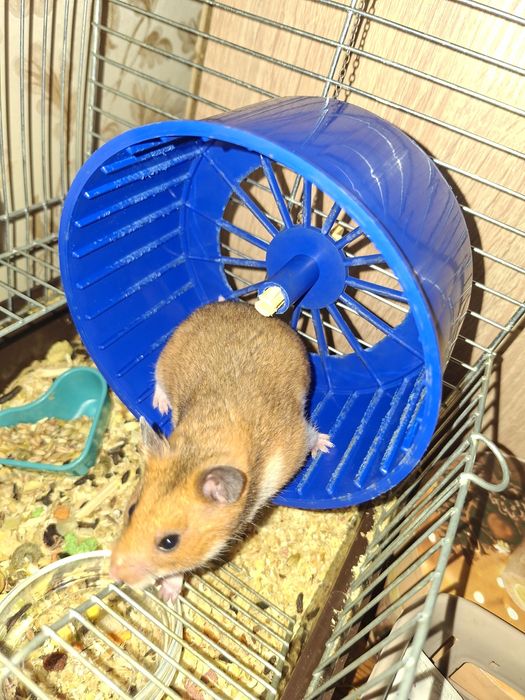 Колесо для хомяків