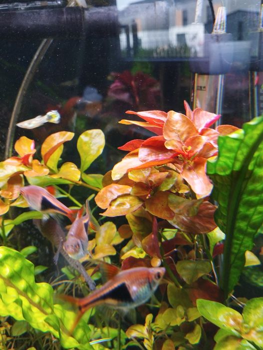 Ludwigia repens .
