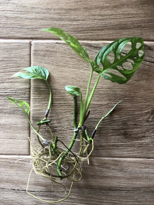 Монстера Манки Адансона