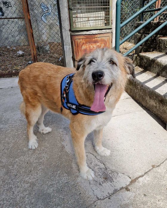 AZEITONA - Cãozinho para Adoção