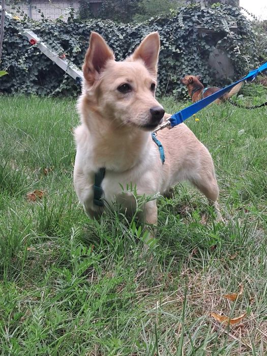 Cudna, przytulaśna, przekochana, wesoła sunia szuka domu