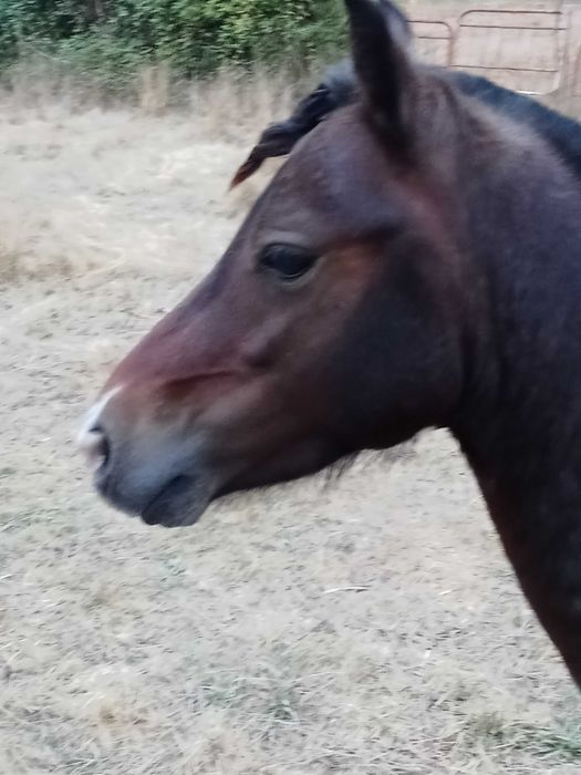 Poney wells com 3 anos