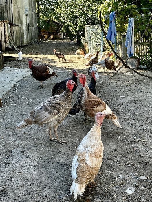 Самці індик , индюк