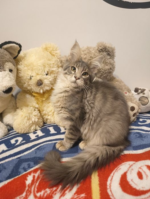 Piękny*Malibu*Maine Coon Rodowód Chip