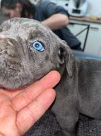 Cane Corso suczka