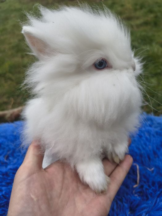 Mini / Karzełek teddy /cudne maleństwa / teddy