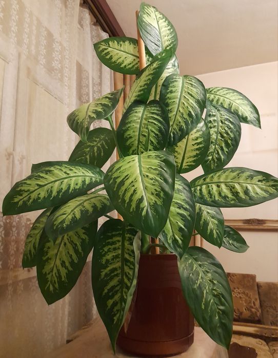 Difenbachia kwiat roślina doniczkowa