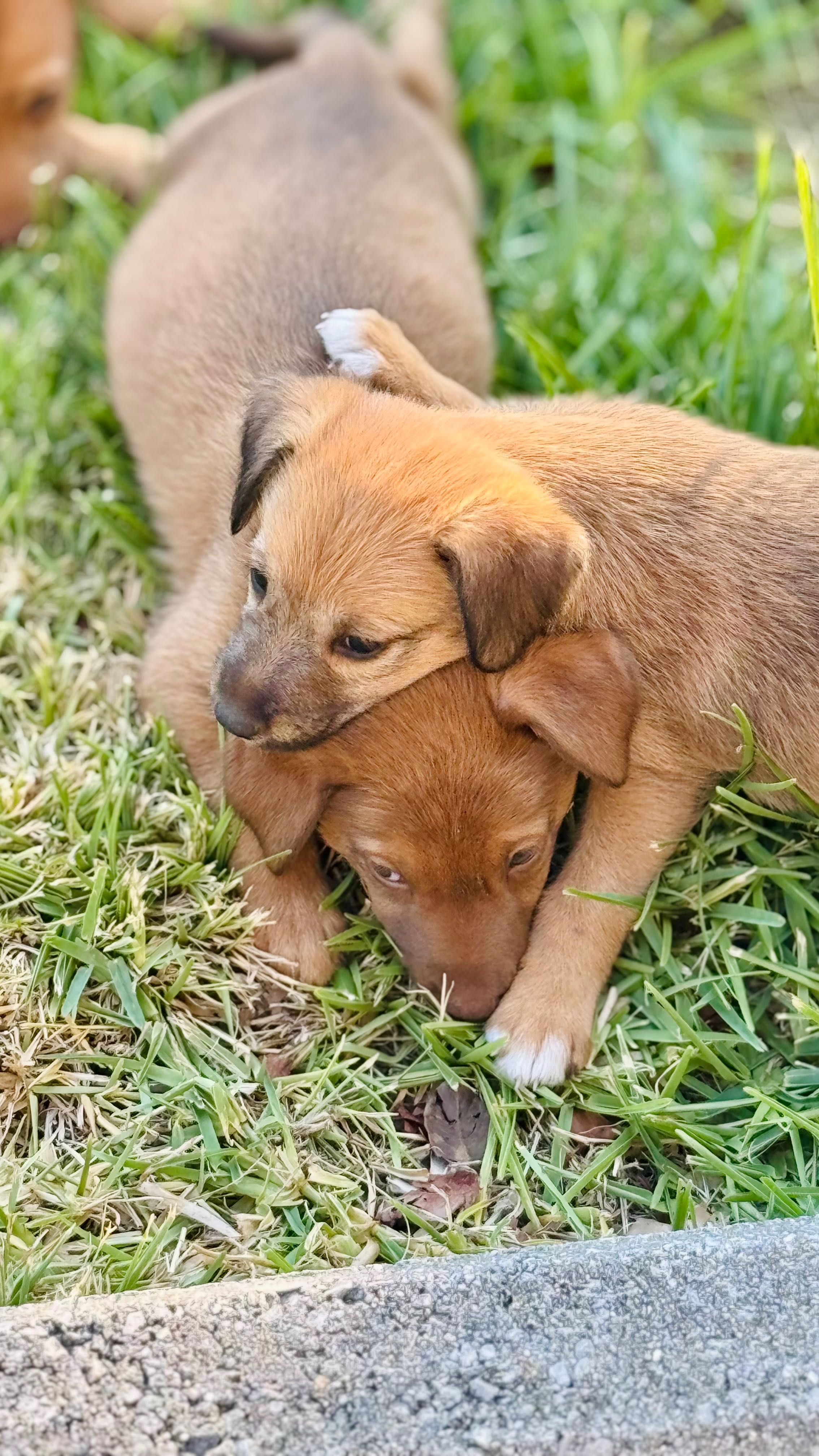 Cães bebés para adoção responsável!