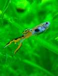 SUPER oportunidade 30 Guppies  Hendler