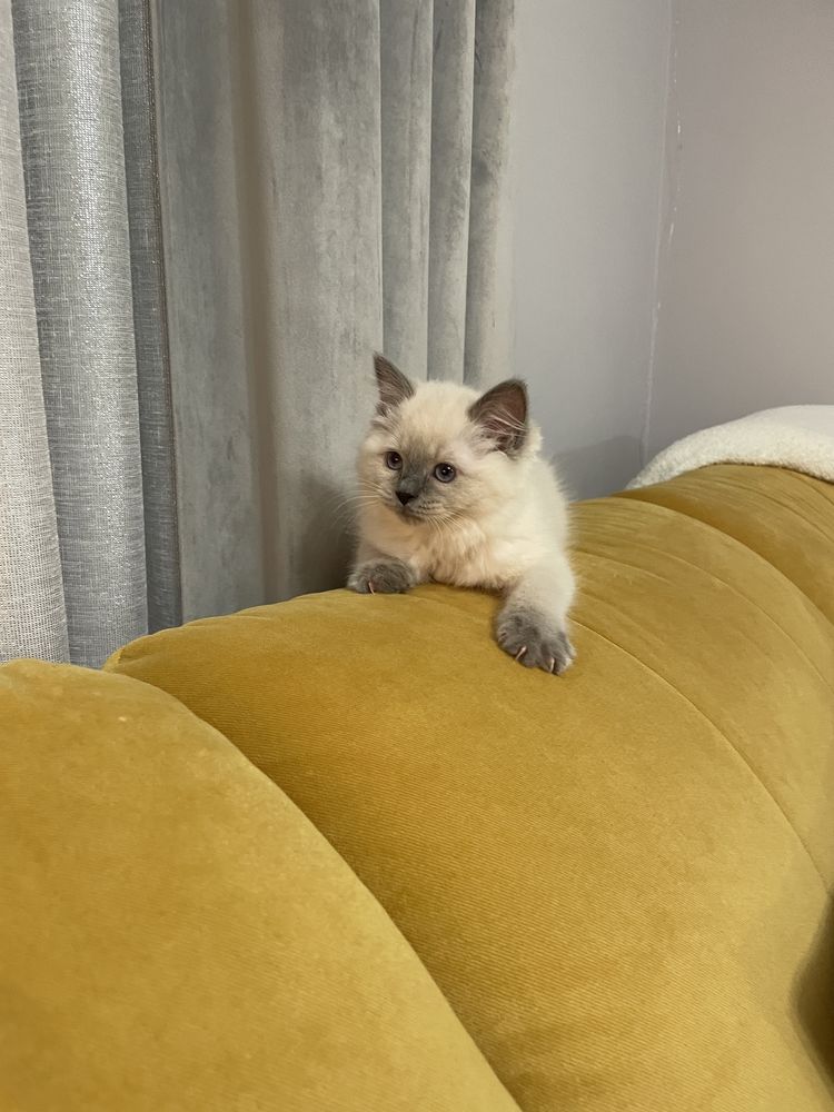 Kotka Ragdoll z rodowodem