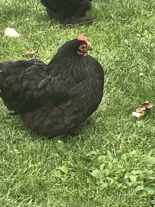 Продаю кури Карликові кокінхіни