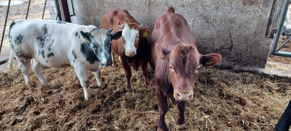 Sprzedam odsadki byczki MM BB SM LM