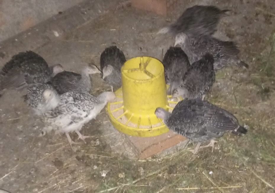 Perus criados em terreno livre