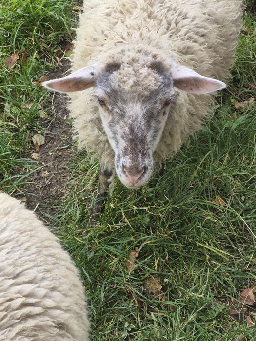 Sprzedam owce szalowa