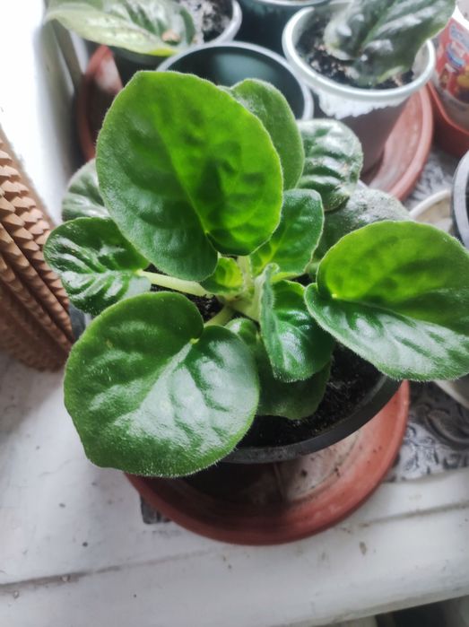 Продам вазон Фіалки