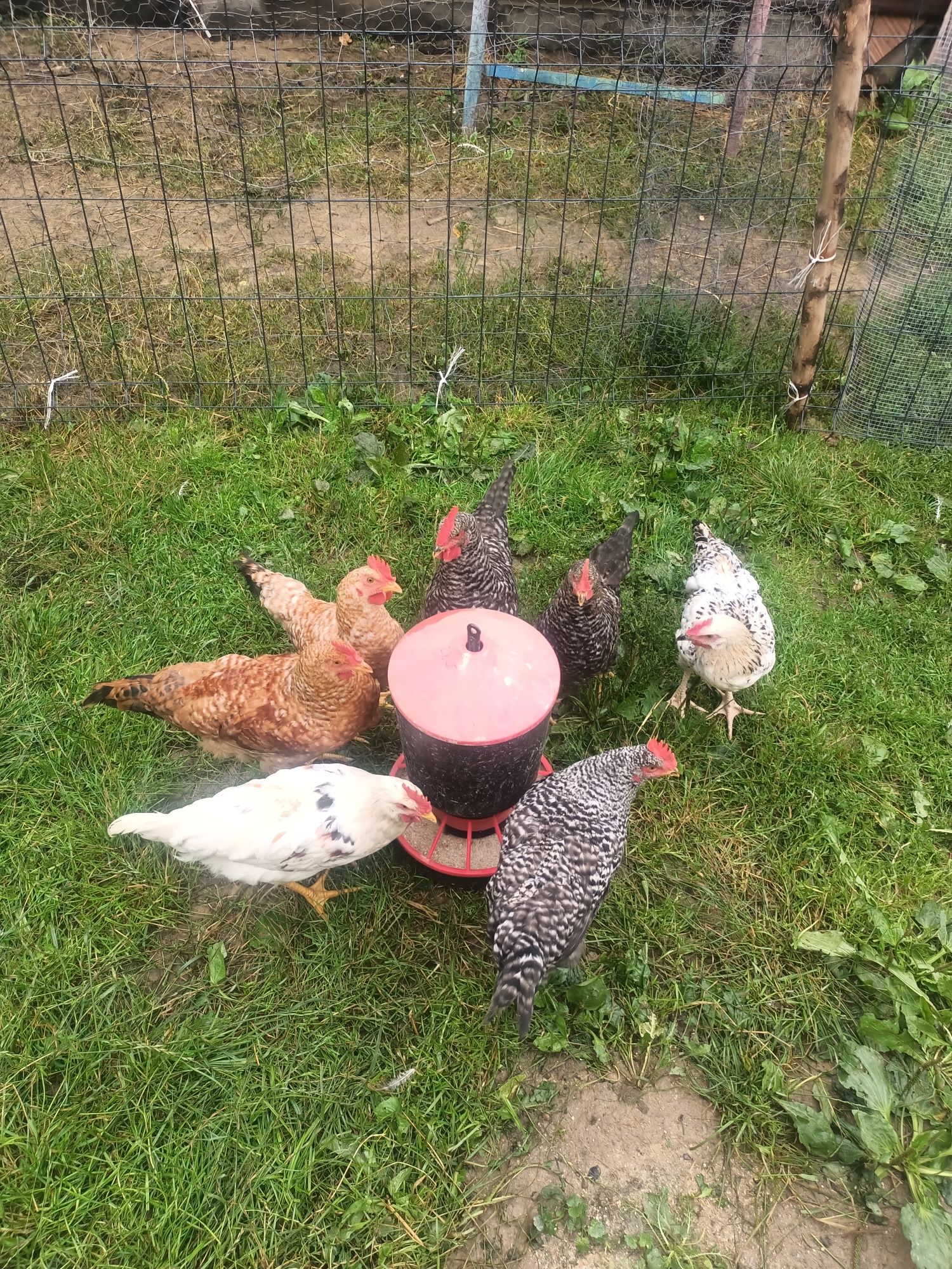 Sprzedam młode koguty