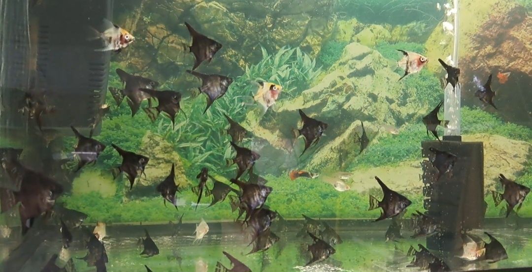 Акваріумні рибки Тернеція  Glo fish , даніо гуппі, меченосець.