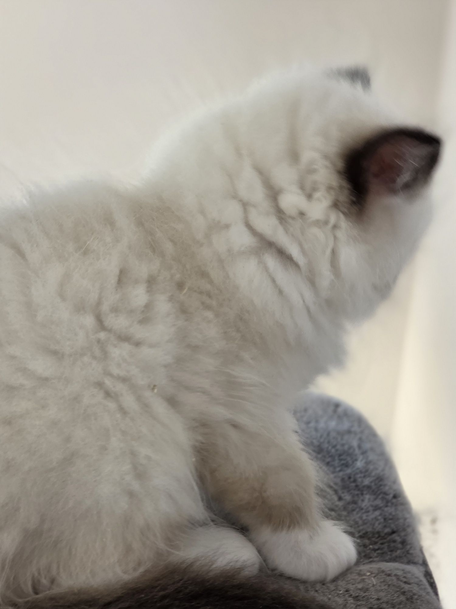 Kot RAGDOLL po przepięknych rodzicach!!