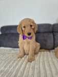 Goldendoodle f1 standard