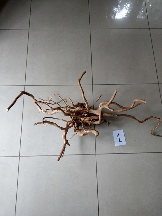 Spory korzeń japoński do akwarium terrarium