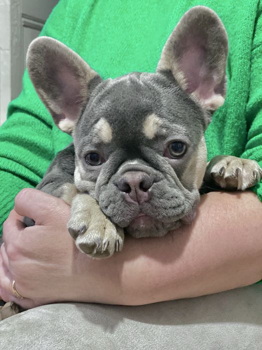 Французька булочка‼️Лілак Тан‼️