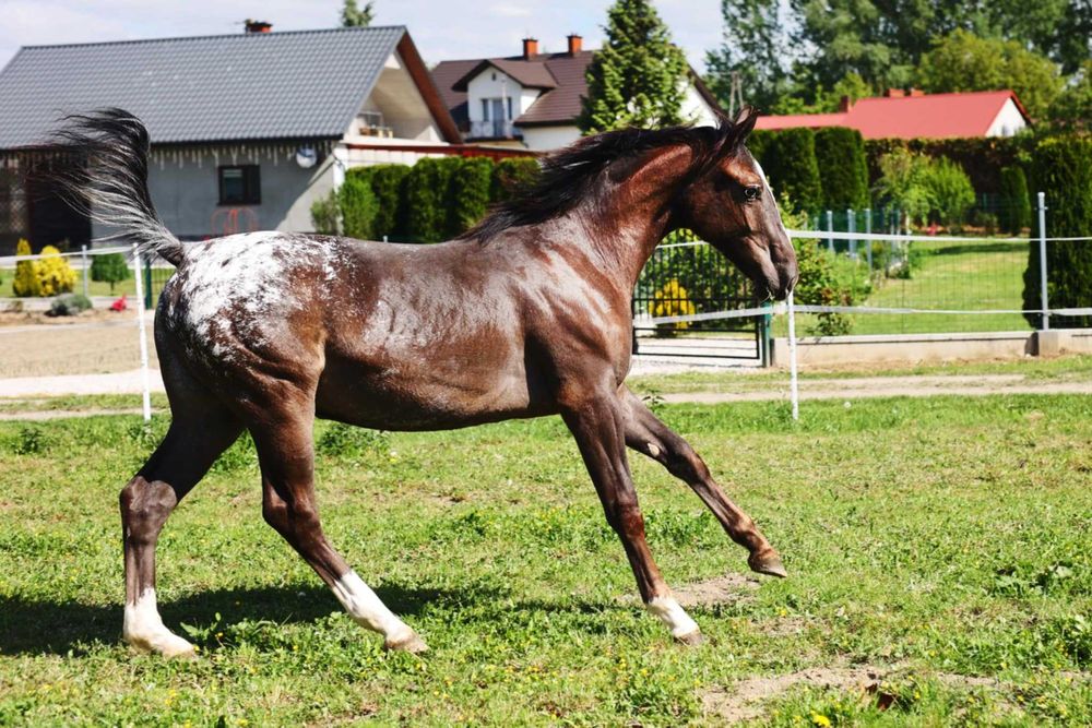 Klacz polski koń sportowy tarantowata