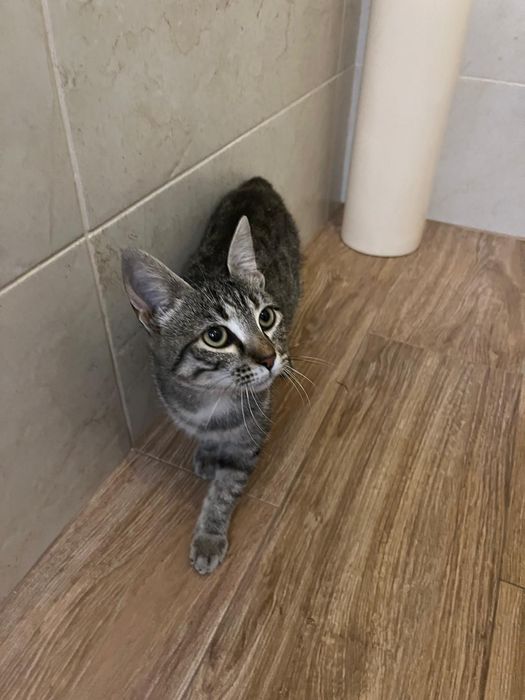 Gatinha 5 meses muito meiga esterilizada