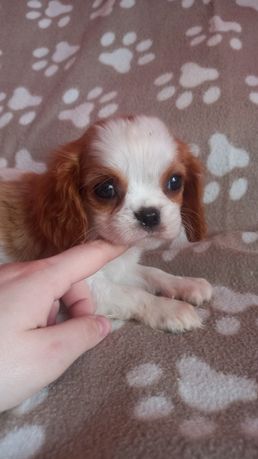 Cavalier king spaniel szczeniak