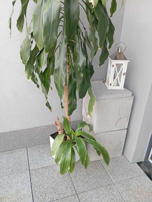 Kwiat Dracena duża