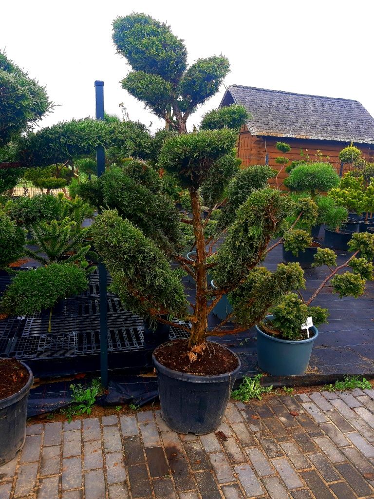 Jałowiec Bonsai Niwaki 140-200cm! Sosna klon szmaragd laurowiśnia!